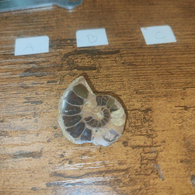 Ammonite 